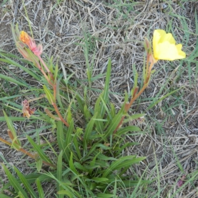 Oenothera stricta subsp. stricta (Common Evening Primrose) at Fyshwick, ACT - 9 Mar 2015 by ArcherCallaway