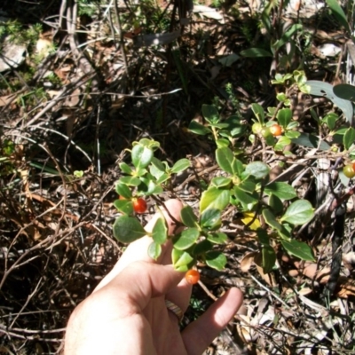 Coprosma hirtella (Currant Bush) at Namadgi National Park - 15 Mar 2015 by jeremyahagan