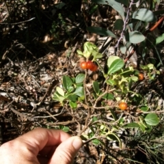 Coprosma hirtella at Cotter River, ACT - 15 Mar 2015