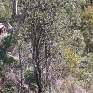 Banksia marginata at Cotter River, ACT - 15 Mar 2015