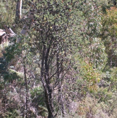 Banksia marginata (Silver Banksia) at Namadgi National Park - 15 Mar 2015 by jeremyahagan