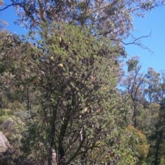 Banksia marginata at Cotter River, ACT - 15 Mar 2015 01:04 PM