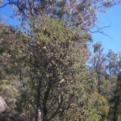 Banksia marginata at Cotter River, ACT - 15 Mar 2015