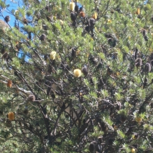 Banksia marginata at Cotter River, ACT - 15 Mar 2015 01:04 PM