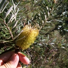 Banksia marginata at Cotter River, ACT - 15 Mar 2015