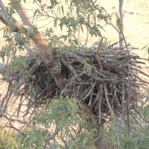 Aquila audax at Molonglo River Reserve - 11 Sep 2018