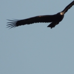 Aquila audax (Wedge-tailed Eagle) at Molonglo, ACT - 11 Sep 2018 by michaelb