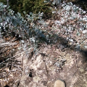 Eucalyptus rubida subsp. rubida at Cotter River, ACT - 15 Mar 2015