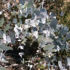 Eucalyptus rubida subsp. rubida at Cotter River, ACT - 15 Mar 2015