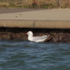 Chroicocephalus novaehollandiae (Silver Gull) at Coombs Ponds - 11 Sep 2018 by michaelb