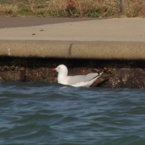 Chroicocephalus novaehollandiae at Coombs, ACT - 11 Sep 2018