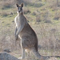 Macropus giganteus (Eastern Grey Kangaroo) at Coombs, ACT - 11 Sep 2018 by michaelb