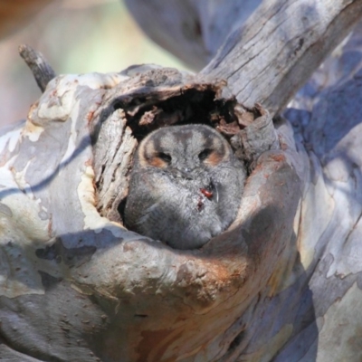 Aegotheles cristatus (Australian Owlet-nightjar) at ANBG - 29 Aug 2018 by Tim L