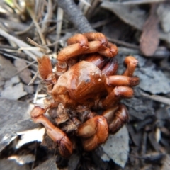 Mygalomorphae (infraorder) (Unidentified mygalomorph spider) at Mount Painter - 12 Sep 2018 by CathB