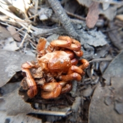 Idiopidae (family) at Cook, ACT - 12 Sep 2018 03:34 PM