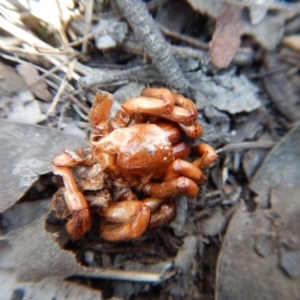 Idiopidae (family) at Cook, ACT - 12 Sep 2018