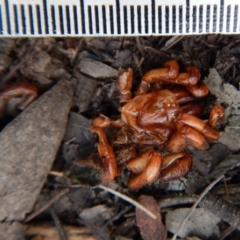 Idiopidae (family) at Cook, ACT - 12 Sep 2018 03:34 PM