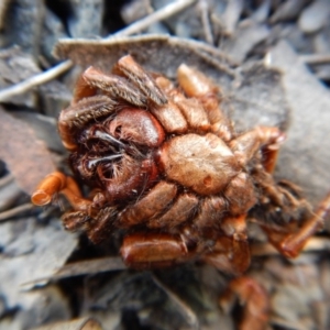 Idiopidae (family) at Cook, ACT - 12 Sep 2018