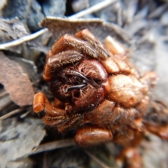 Idiopidae (family) at Cook, ACT - 12 Sep 2018 03:34 PM