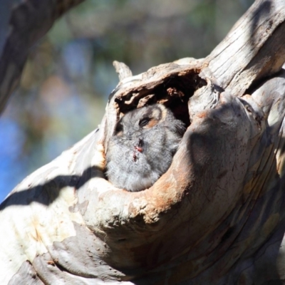 Aegotheles cristatus (Australian Owlet-nightjar) at Acton, ACT - 29 Aug 2018 by TimL