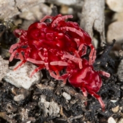 Trombidiidae (family) (Red velvet mite) at Kaleen, ACT - 12 Sep 2018 by DerekC