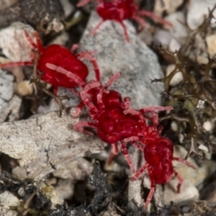 Trombidiidae (family) at Kaleen, ACT - 12 Sep 2018