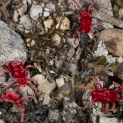 Trombidiidae (family) at Kaleen, ACT - 12 Sep 2018 01:22 PM