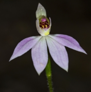 Caladenia carnea at Murramarang National Park - 8 Sep 2018