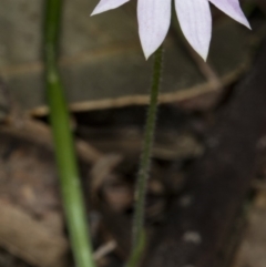 Caladenia carnea at Murramarang National Park - 8 Sep 2018