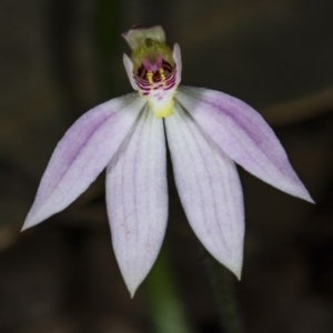 Caladenia carnea at Murramarang National Park - suppressed