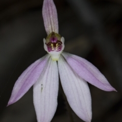 Caladenia carnea (Pink Fingers) at Murramarang National Park - 8 Sep 2018 by DerekC