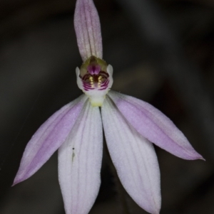 Caladenia carnea at Murramarang National Park - 8 Sep 2018