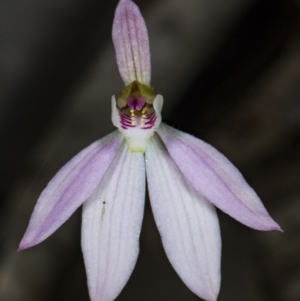 Caladenia carnea at Murramarang National Park - suppressed