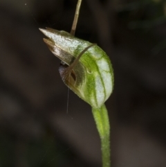 Pterostylis oblonga (Coastal Maroonhood) at Murramarang National Park - 8 Sep 2018 by DerekC