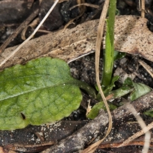 Pterostylis oblonga at Murramarang National Park - suppressed