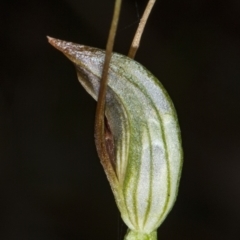 Pterostylis oblonga at Murramarang National Park - suppressed