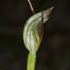 Pterostylis oblonga at Murramarang National Park - suppressed