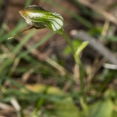 Pterostylis oblonga at Murramarang National Park - suppressed