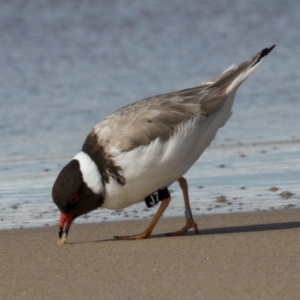 Charadrius rubricollis at suppressed - 4 Aug 2018