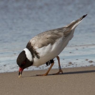 Charadrius rubricollis (Hooded Plover) at Kioloa, NSW - 4 Aug 2018 by DerekC