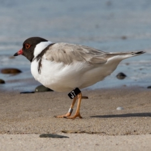 Charadrius rubricollis at suppressed - 4 Aug 2018