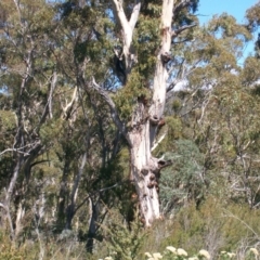 Eucalyptus rubida subsp. rubida at Namadgi National Park - 15 Mar 2015 by jeremyahagan