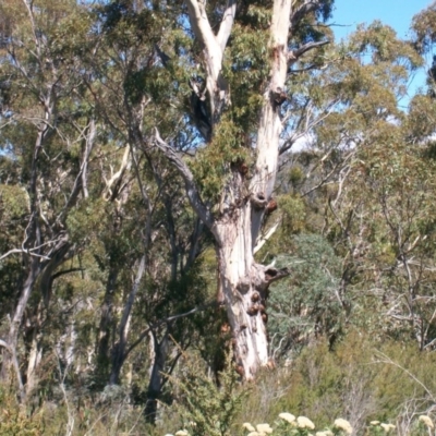 Eucalyptus rubida subsp. rubida at Namadgi National Park - 15 Mar 2015 by jeremyahagan