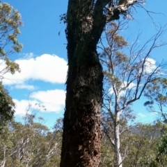 Eucalyptus fastigata at Namadgi National Park - 15 Mar 2015 by jeremyahagan