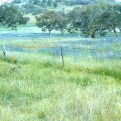 Echium plantagineum (Paterson's Curse) at Conder, ACT - 11 Nov 1999 by MichaelBedingfield