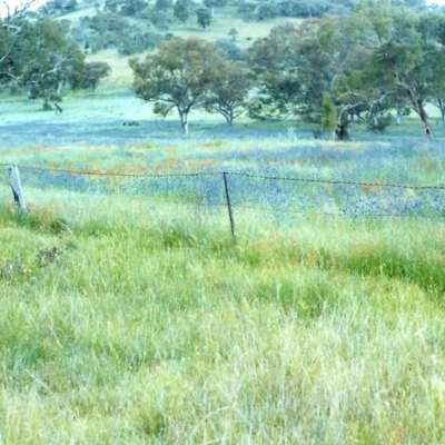 Echium plantagineum (Paterson's Curse) at Conder, ACT - 11 Nov 1999 by MichaelBedingfield