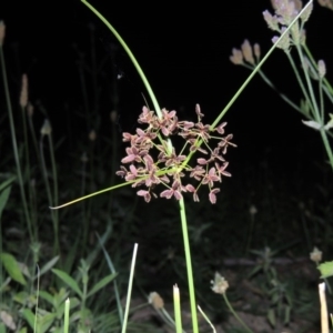 Cyperus concinnus at Paddys River, ACT - 7 Mar 2015