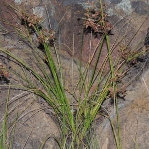 Cyperus concinnus at Paddys River, ACT - 7 Mar 2015