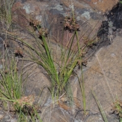Cyperus concinnus at Paddys River, ACT - 7 Mar 2015