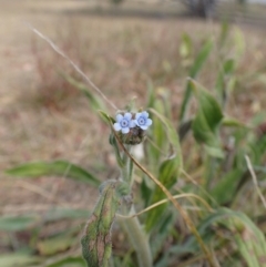 Cynoglossum australe (Australian Forget-me-not) at Rendezvous Creek, ACT - 15 Mar 2015 by lyndsey